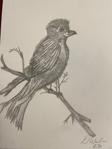 A random bird - 2025